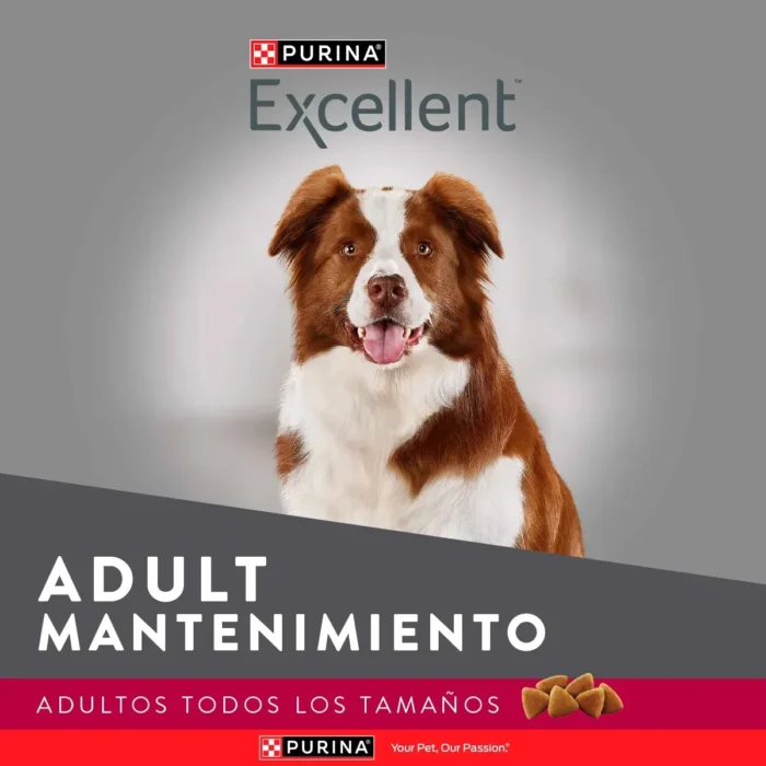 1 E-Content-Excellent_Perro_2.jpg