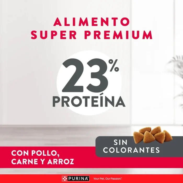 3 E-Content-Excellent_Perro_2Mesa-de-trabajo-31.jpg